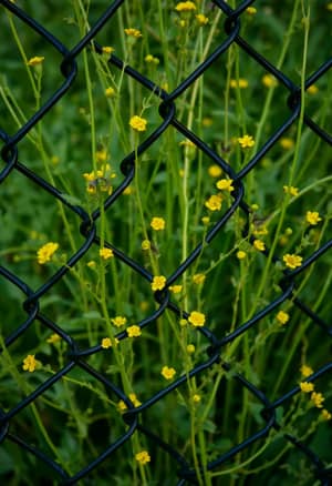 The texture of a black chain-link fence through which green stems of plants with small yellow flowers grow and weave around it.